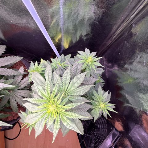 Special Queen #1 growlog timeline photo