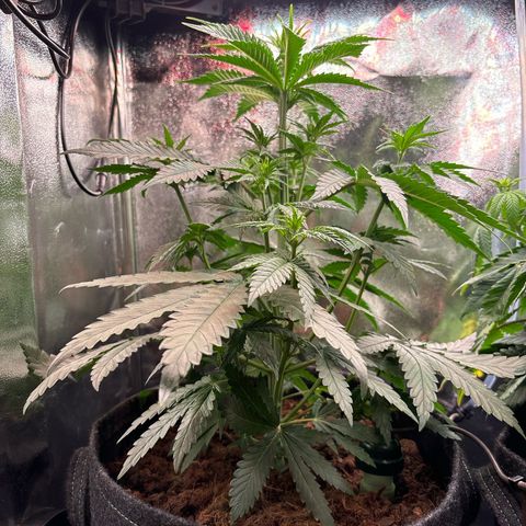 Special Queen #2 growlog timeline photo