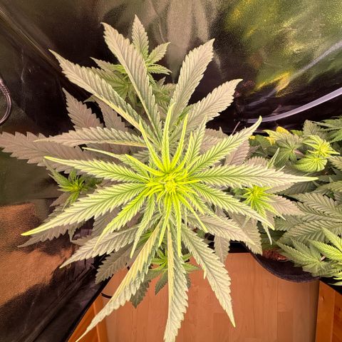 Special Queen #2 growlog timeline photo