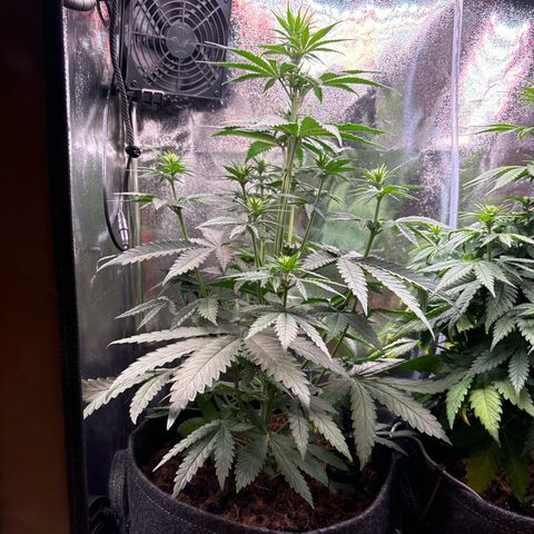 Special Queen #2 growlog timeline photo