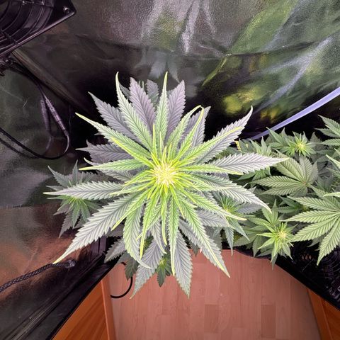Special Queen #2 growlog timeline photo
