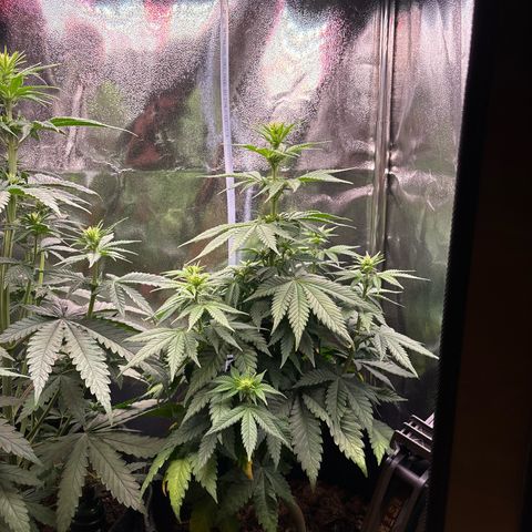 Special Queen #1 growlog timeline photo