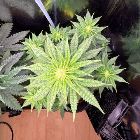 Special Queen #1 growlog timeline photo
