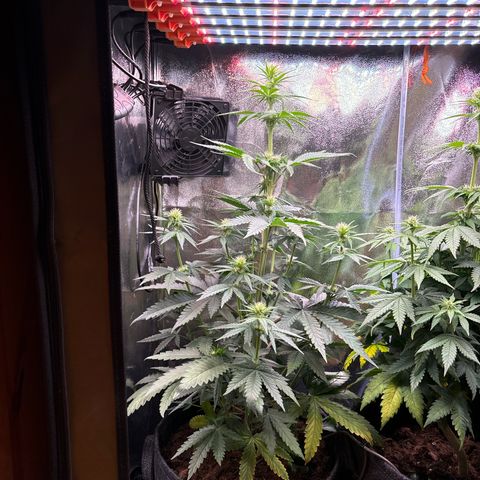 Special Queen #2 growlog timeline photo