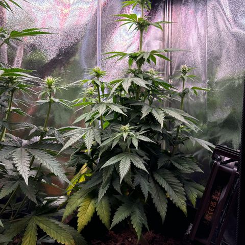Special Queen #1 growlog timeline photo