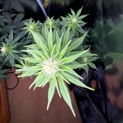Special Queen #1 growlog timeline photo