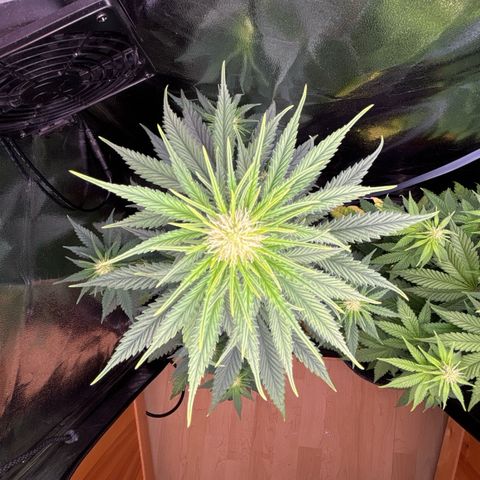 Special Queen #2 growlog timeline photo