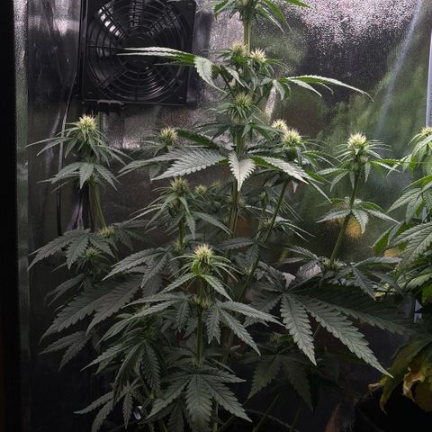 Special Queen #2 growlog timeline photo