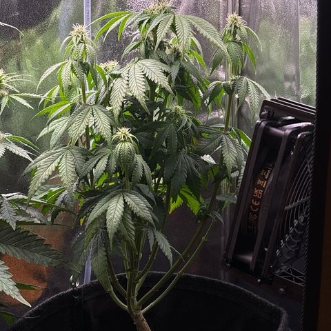 Special Queen #1 growlog timeline photo