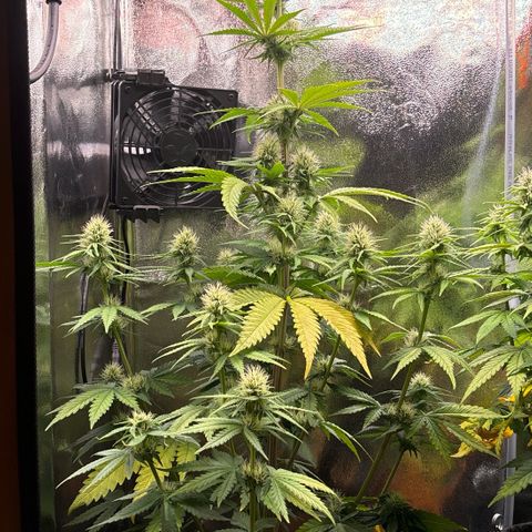 Special Queen #2 growlog timeline photo