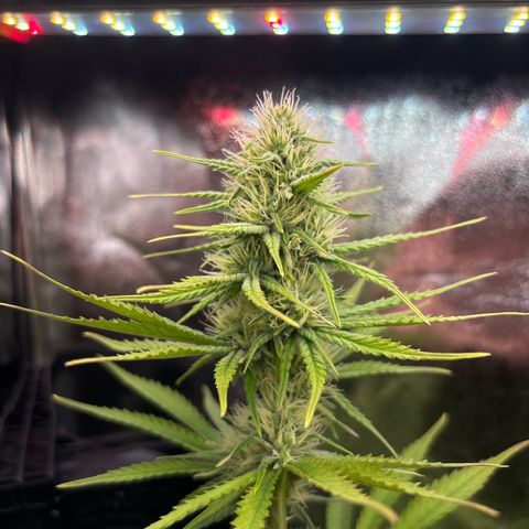 Special Queen #2 growlog timeline photo