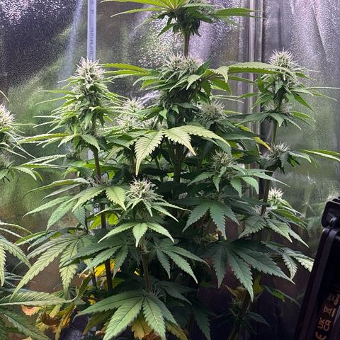 Special Queen #1 growlog timeline photo