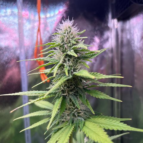 Special Queen #1 growlog timeline photo