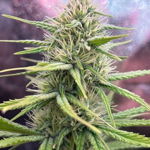 Special Queen #2 growlog timeline photo