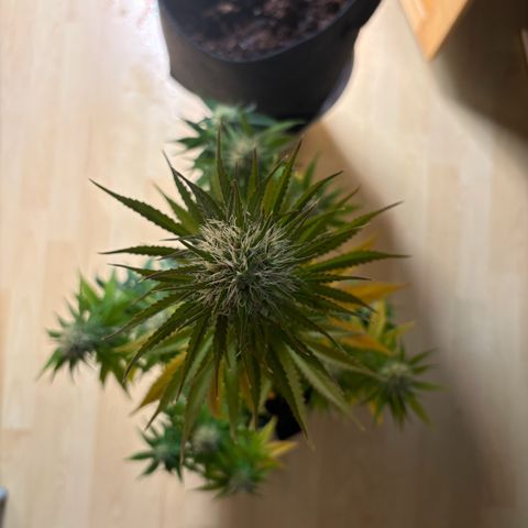Special Queen #2 growlog timeline photo