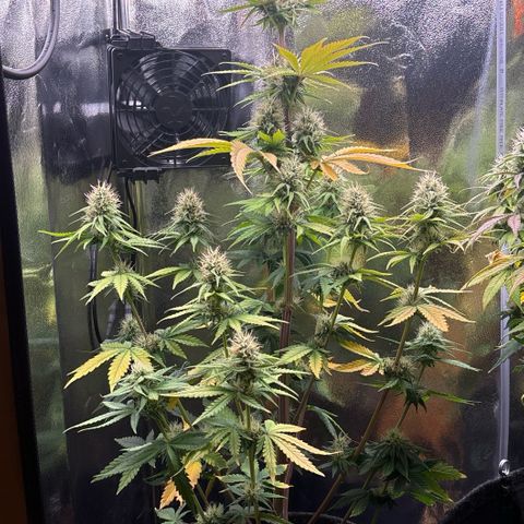 Special Queen #2 growlog timeline photo