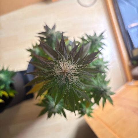 Special Queen #1 growlog timeline photo