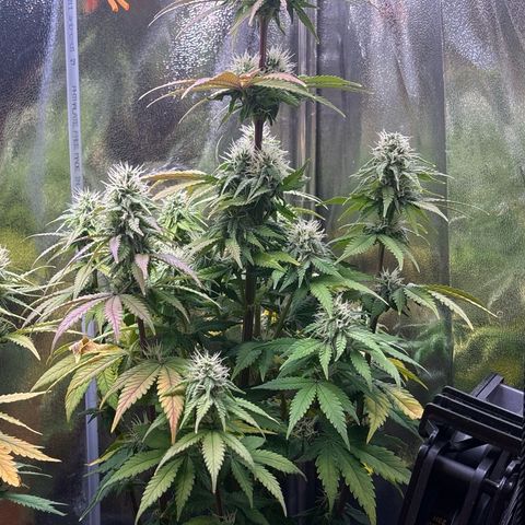 Special Queen #1 growlog timeline photo