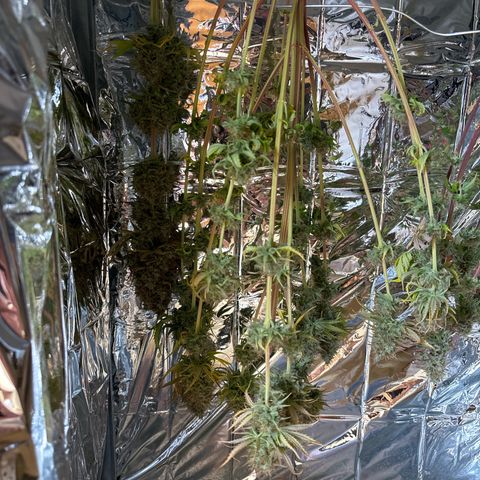 Special Queen #2 growlog timeline photo