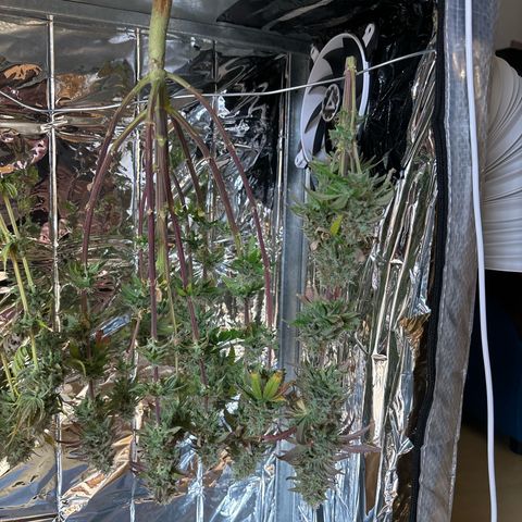 Special Queen #1 growlog timeline photo