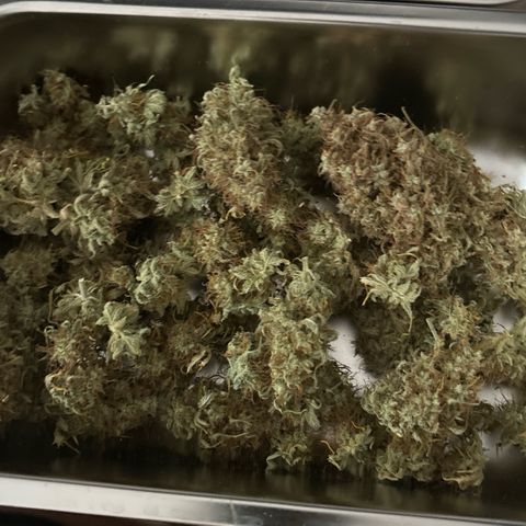 Special Queen #2 growlog timeline photo