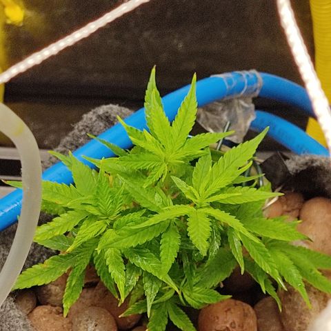 Lemon OG Kush #2 growlog timeline photo