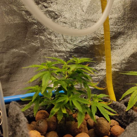 Lemon OG Kush #2 growlog timeline photo