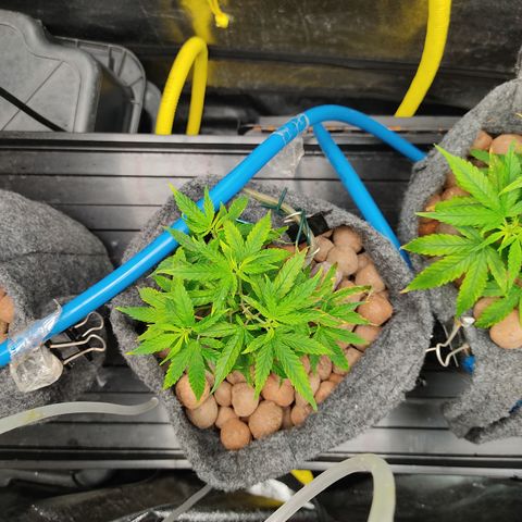 Lemon OG Kush #2 growlog timeline photo