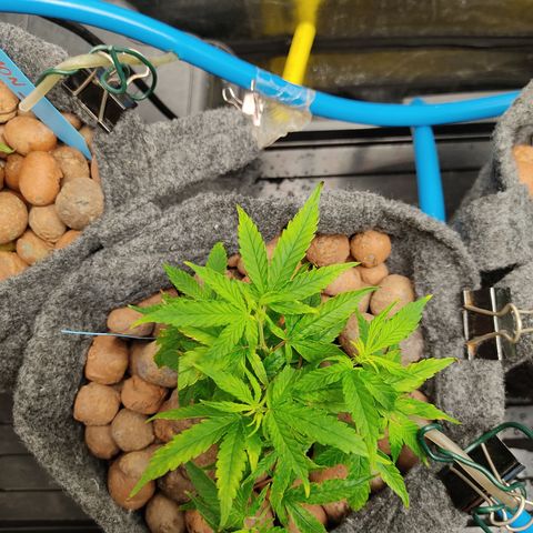 Lemon OG Kush #2 growlog timeline photo