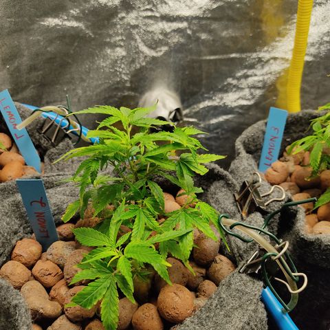 Lemon OG Kush #2 growlog timeline photo