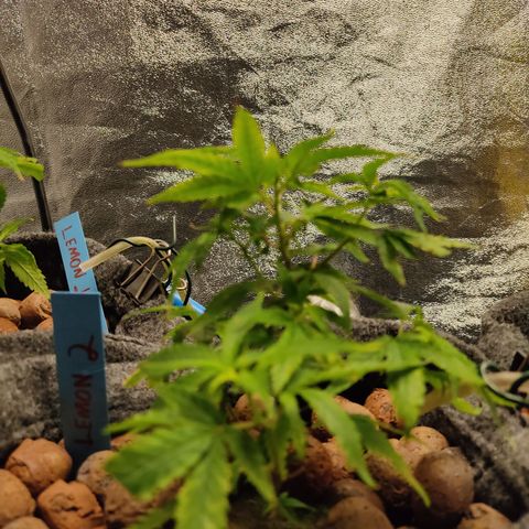 Lemon OG Kush #2 growlog timeline photo