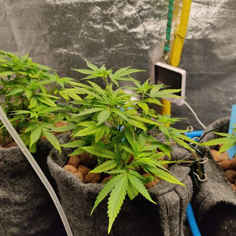 Lemon OG Kush #2 growlog timeline photo