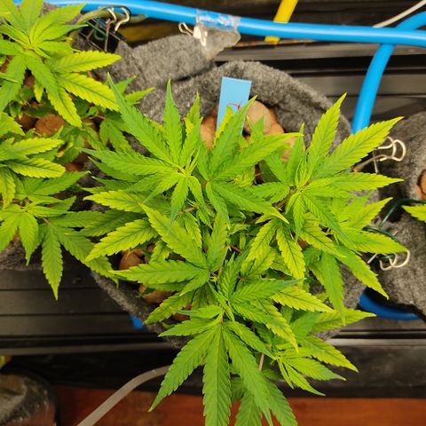 Lemon OG Kush #2 growlog timeline photo