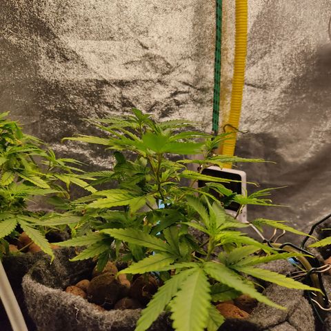 Lemon OG Kush #2 growlog timeline photo