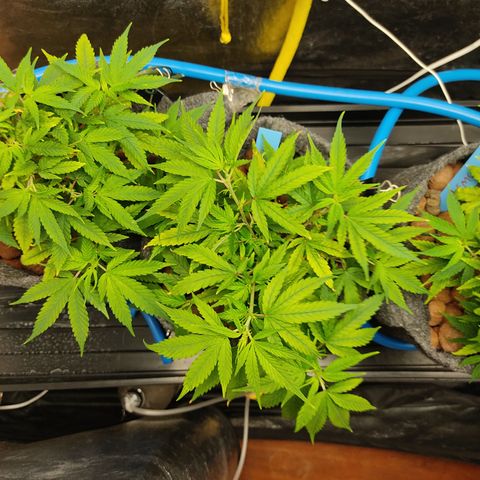 Lemon OG Kush #2 growlog timeline photo