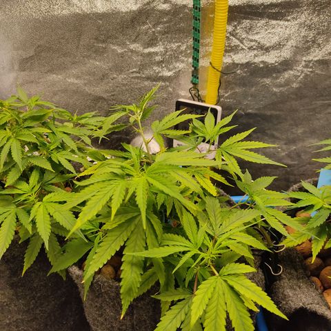 Lemon OG Kush #2 growlog timeline photo