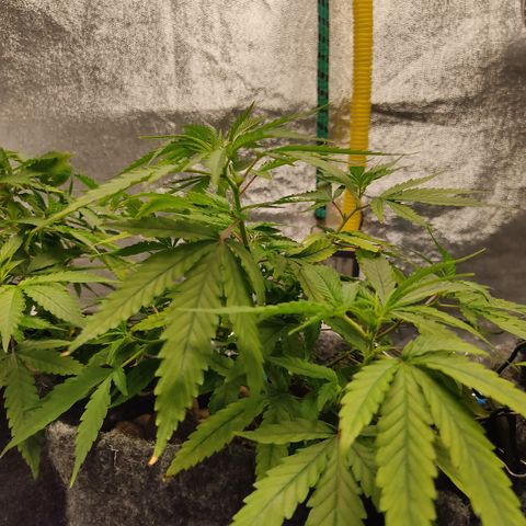 Lemon OG Kush #2 growlog timeline photo