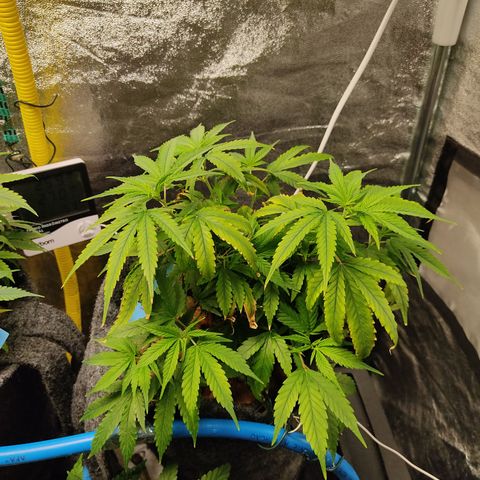 Lemon OG Kush #2 growlog timeline photo