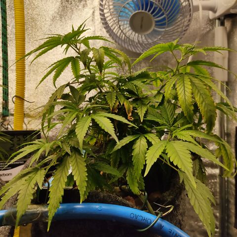 Lemon OG Kush #2 growlog timeline photo