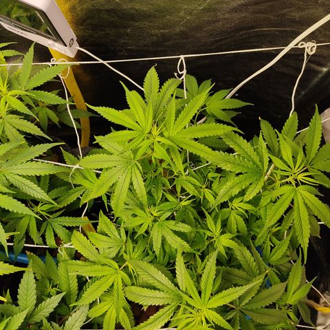 Lemon OG Kush #2 growlog timeline photo