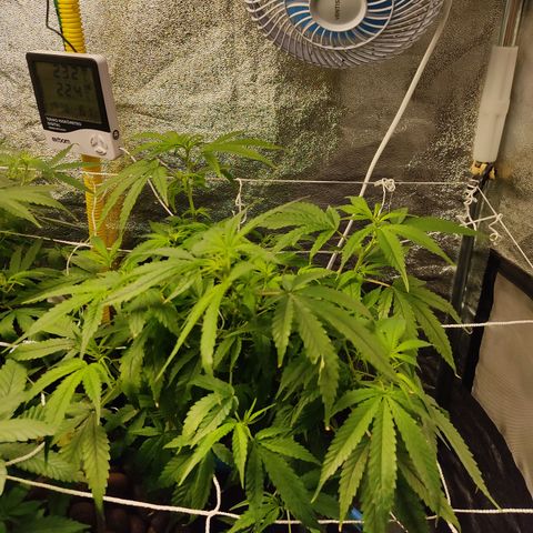Lemon OG Kush #2 growlog timeline photo
