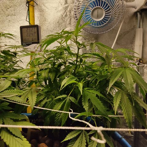 Lemon OG Kush #2 growlog timeline photo