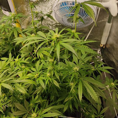 Lemon OG Kush #2 growlog timeline photo