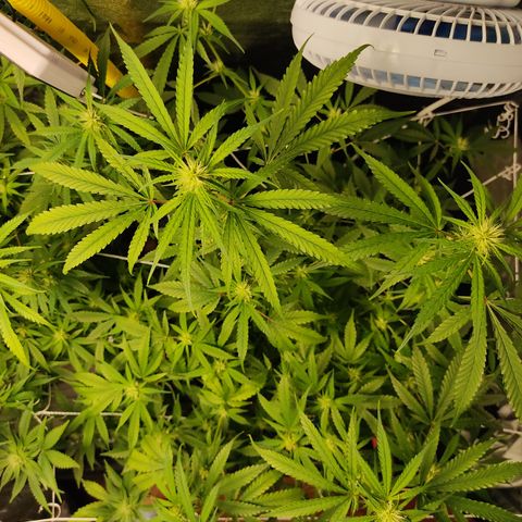 Lemon OG Kush #2 growlog timeline photo