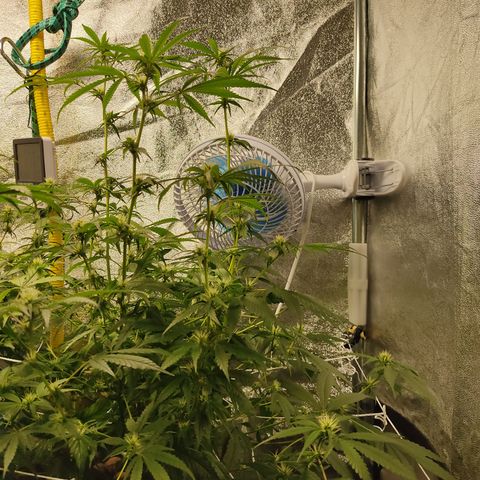 Lemon OG Kush #2 growlog timeline photo