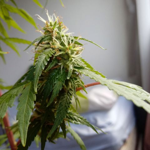 Kush growlog timeline photo