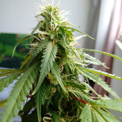 Kush growlog timeline photo