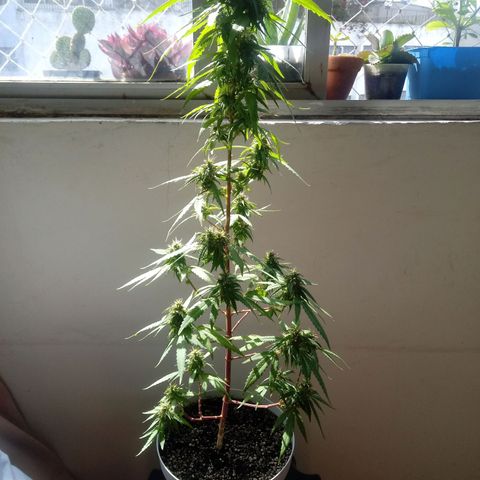 Kush growlog timeline photo