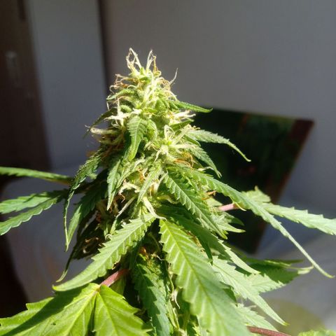 Kush growlog timeline photo
