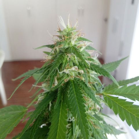 Kush growlog timeline photo